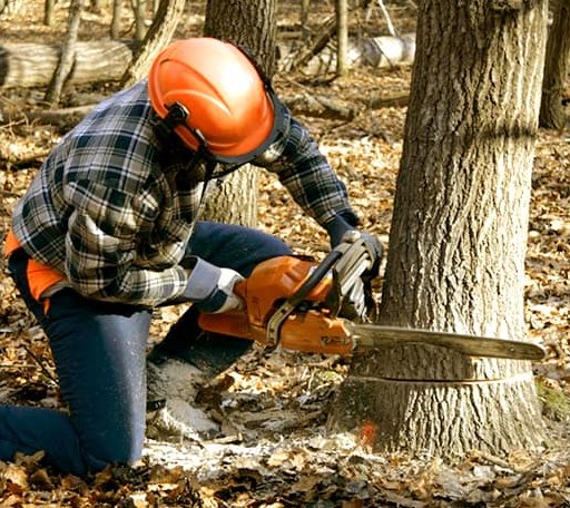 Tree Removal in Chattaroy, WV